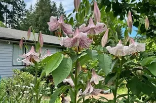 1568 SE Oregon St, Port Orchard, WA 98367 - Photo 7