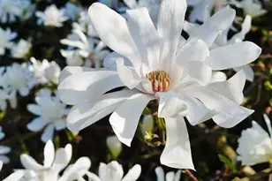 1301 NW 40th St, Vancouver, WA 98660 - Photo 33