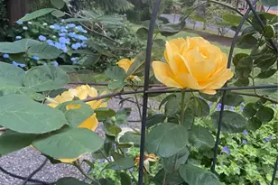 22707 53rd Ave SE, Bothell, WA 98021 - Photo 39