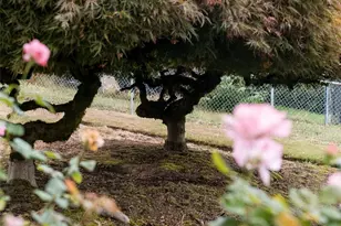 4305 E 15th St, Vancouver, WA 98661 - Photo 7