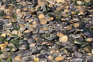 27704 Manzanita Beach Rd SW, Vashon, WA 98070 - Photo 37