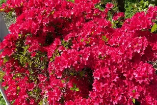 4214 NE 2nd St, Renton, WA 98059 - Photo 29