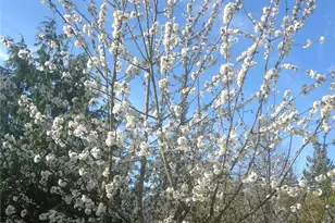 1300 Flower Ave, Port Orchard, WA 98366 - Photo 23