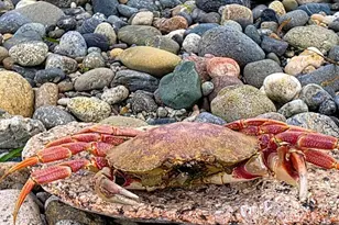 16017 72nd St SW, Longbranch, WA 98351 - Photo 37