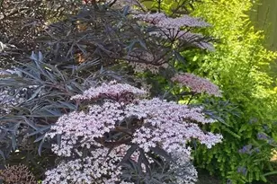 26733 227th Ave SE, Maple Valley, WA 98038 - Photo 29