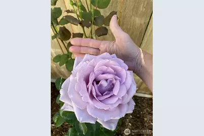 26733 227th Avenue SE, Maple Valley, WA 98038 - Photo 33