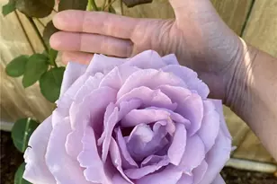 26733 227th Ave SE, Maple Valley, WA 98038 - Photo 33