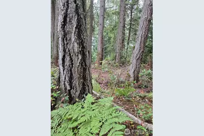 11119 122nd Avenue Ct, Anderson Island, WA 98303 - Photo 5