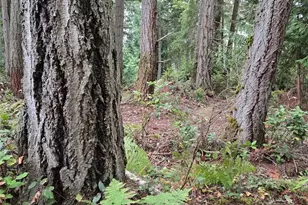 11119 122nd Ave Ct, Anderson Island, WA 98303 - Photo 5