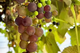 1116 E Marine View Dr, Everett, WA 98201 - Photo 29