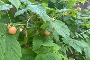 8859 20th Ave SW, Seattle, WA 98106 - Photo 33