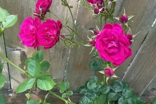 8859 20th Ave SW, Seattle, WA 98106 - Photo 29