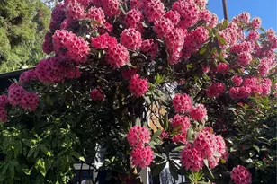 8859 20th Ave SW, Seattle, WA 98106 - Photo 31