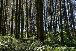 1895 N Fork Rd, Chehalis, WA 98532 - Photo 37