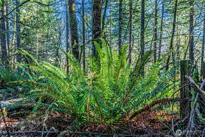 0 Dempsey Lane SW, Olympia, WA 98512 - Photo 11