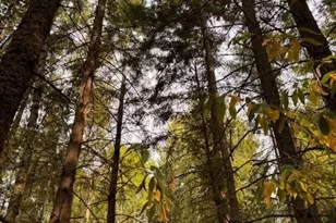 0 Chuckawa Ln SW, Yelm, WA 98597 - Photo 1