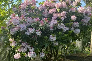 821 Essex Pl NE, Olympia, WA 98516 - Photo 15