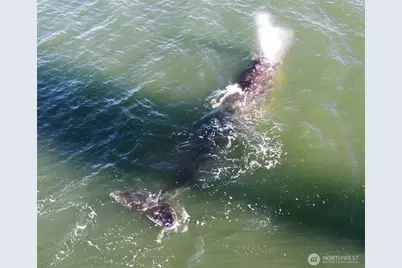 2999 Saratoga Road, Langley, WA 98260 - Photo 37