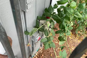 511 190th St E, Spanaway, WA 98387 - Photo 33