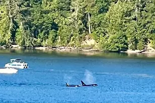 91 E Franjo Beach Dr, Shelton, WA 98584 - Photo 37