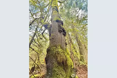 705 E Colonel Wright Road, Shelton, WA 98584 - Photo 29