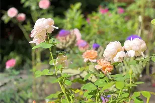 11229 NE 116th Pl, Kirkland, WA 98034 - Photo 35