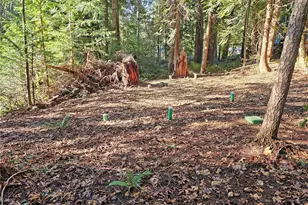 121 Bayview Ave, Brinnon, WA 98320 - Photo 23