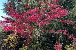 307 X St, Tumwater, WA 98501 - Photo 37