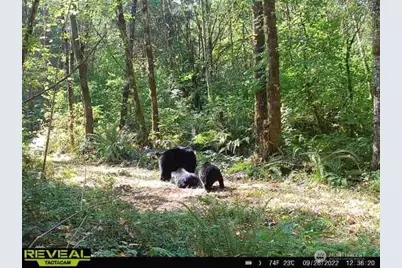 196 Jensen Road, Onalaska, WA 98570 - Photo 7