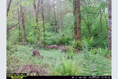 196 Jensen Road, Onalaska, WA 98570 - Photo 5