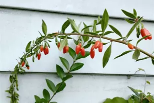 943 23rd Ave, Seattle, WA 98122 - Photo 33