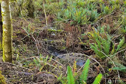 0 Silverwood Drive #D2, Castle Rock, WA 98611 - Photo 19