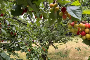 19205 124th Ave SE, Kent, WA 98031 - Photo 39