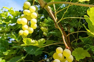 3715 185th St E, Tacoma, WA 98446 - Photo 21