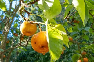 3715 185th St E, Tacoma, WA 98446 - Photo 19