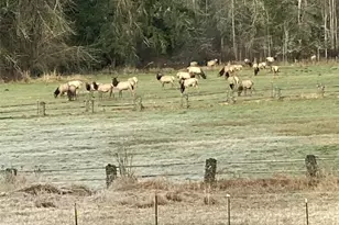 3925 Harts Lake Rd S, Roy, WA 98580 - Photo 3