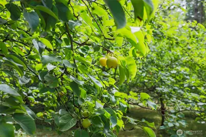 181 E Elaine Place, Belfair, WA 98528 - Photo 37