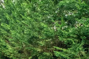 421 111th Ave E, Edgewood, WA 98372 - Photo 37