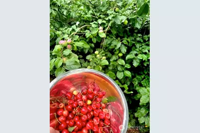 24502 NE 27th Place, Sammamish, WA 98074 - Photo 39