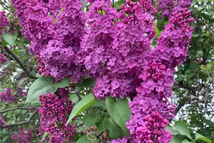 1836 Pike Pl, Walla Walla, WA 99362 - Photo 31