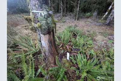 9991 Quillayute Road, Forks, WA 98331 - Photo 3