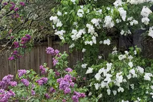 12019 B 25th Ave NE, Seattle, WA 98125 - Photo 29