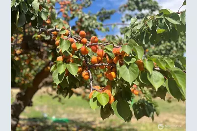 175 Green Avenue, Manson, WA 98831 - Photo 37