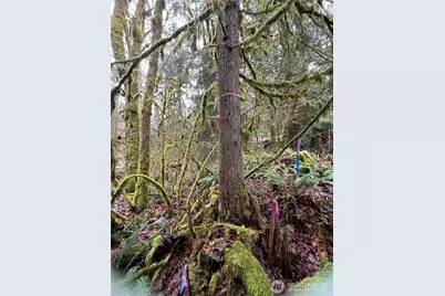 15026 Iceberg Road, Glacier, WA 98244 - Photo 3