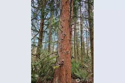 3017 Graf Road, Centralia, WA 98531 - Photo 9