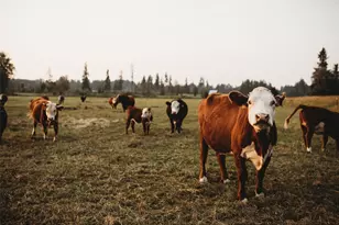 4412 332nd St E, Eatonville, WA 98328 - Photo 37