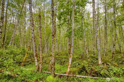 0 Elkhorn Lane, Quilcene, WA 98376 - Photo 13