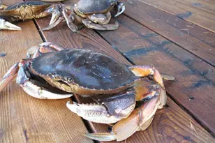 837 Cape Dr, Friday Harbor, WA 98250 - Photo 29