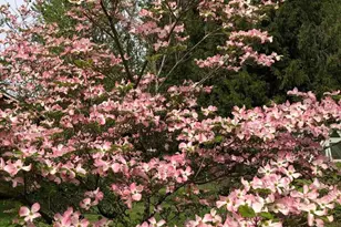 13217 145th Ave Ct E, Orting, WA 98360 - Photo 37