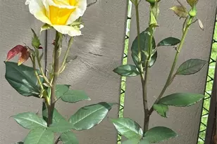 5613 Udall Ave SE, Auburn, WA 98092 - Photo 33